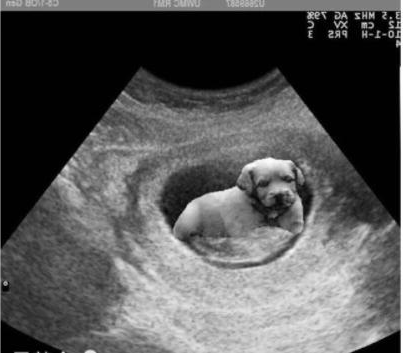 给狗做妊娠B超的探查方法及超声影像图
